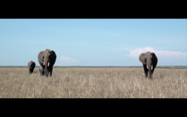 elephants-kenyan-eyes